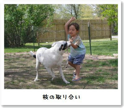 枝のとりっこ