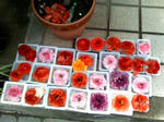 Image144.jpg