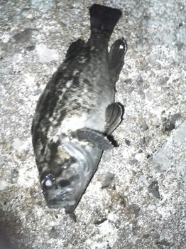 20100425_04.jpg