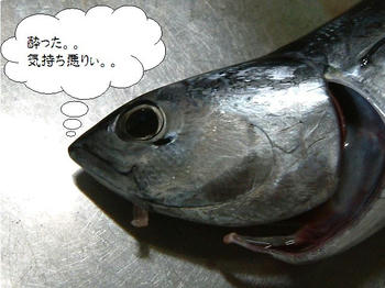 死んだ魚の目・・