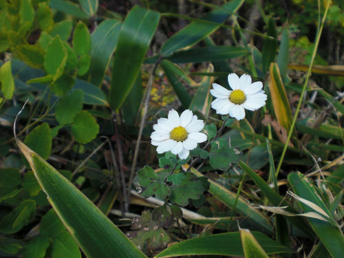 1cf771a0.jpg