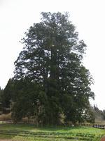 1145d558.jpg