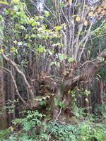 IMG_1607_R.jpg