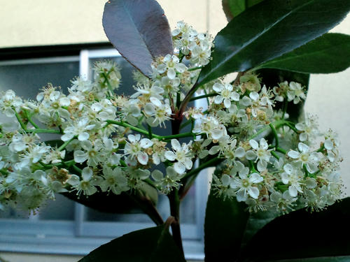 CA3C0184_R.jpg