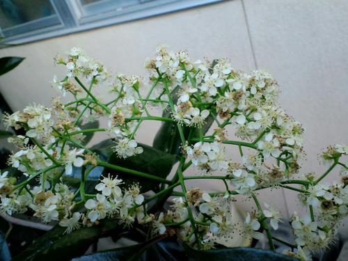CA3C0188_R.jpg