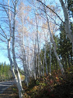 PA290066_R.jpg