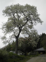 P5080118_R.jpg