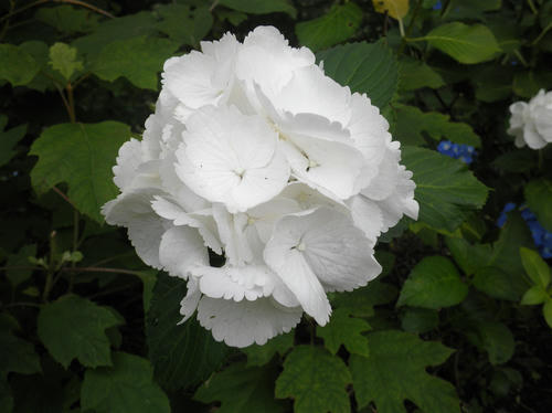 P7140020_R.jpg