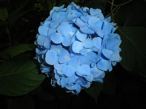 P7140028_R.jpg