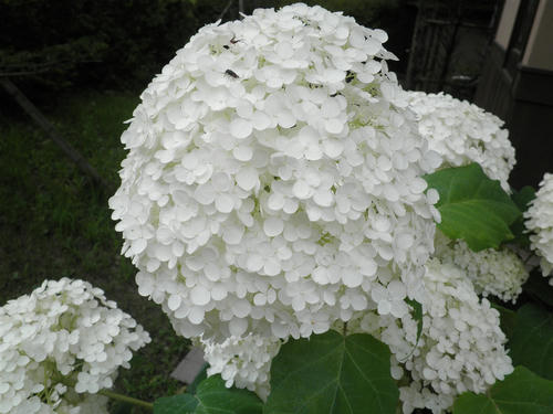 P7140037_R.jpg