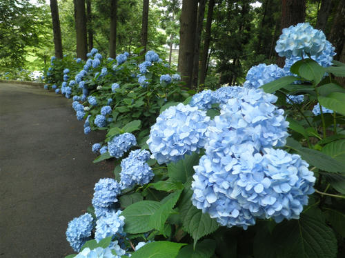 P7140014_R.jpg