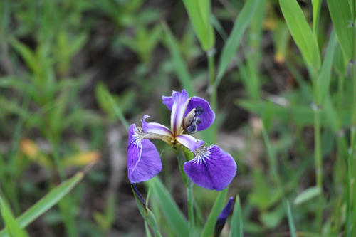 IMG_1981_R.JPG