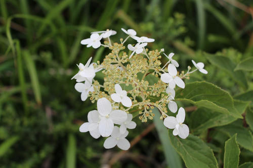 IMG_1892_R.JPG