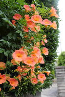 IMG_2013_R.JPG