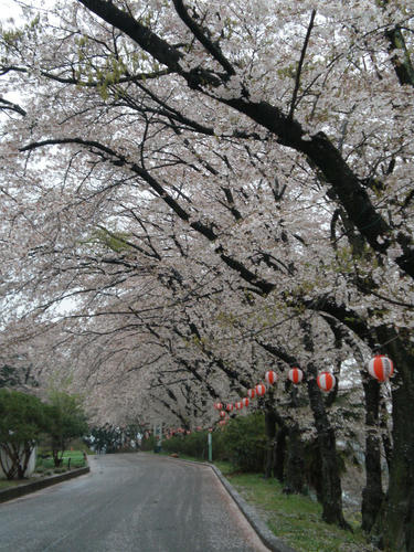 sakura