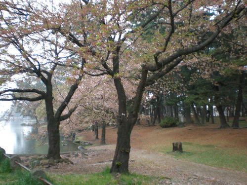 葉桜