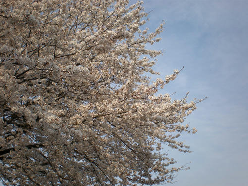 sakura