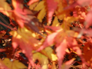 momiji
