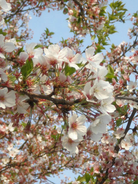sakura