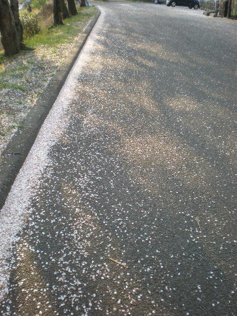 sakuranohanabira