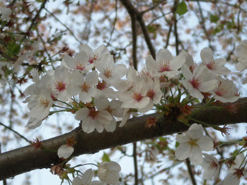 sakura