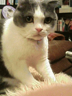 sue-momimomi1.gif