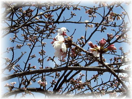 sakura08.jpg