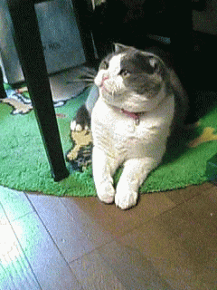 08-8-3-Opt.gif