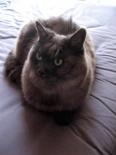 08-10-5-2-Opt.gif
