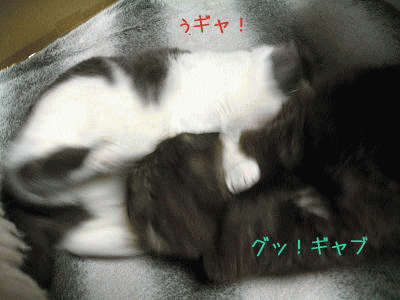 09-4-23-Opt.gif