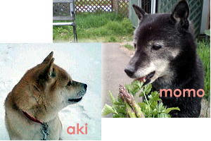 momo-aki-link.jpg