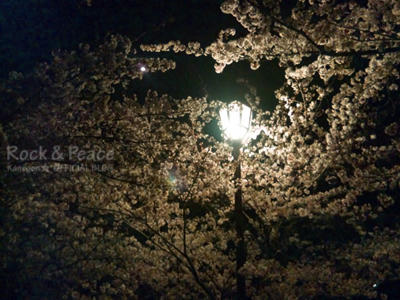 yosakura.jpg