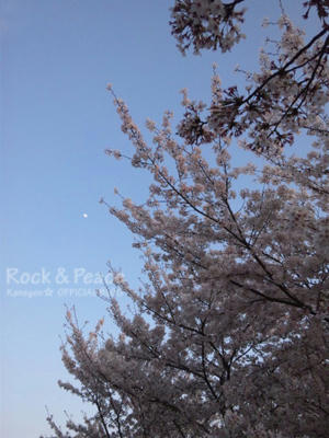 tsukitosakura.jpg