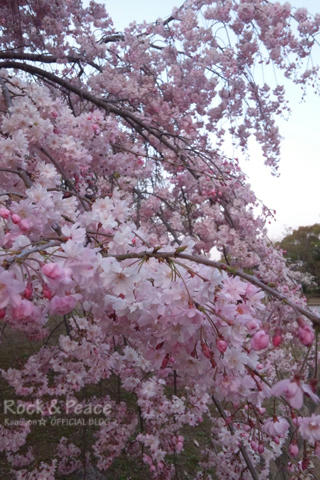 sakura.jpg