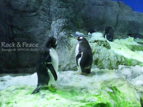 pengin.jpg