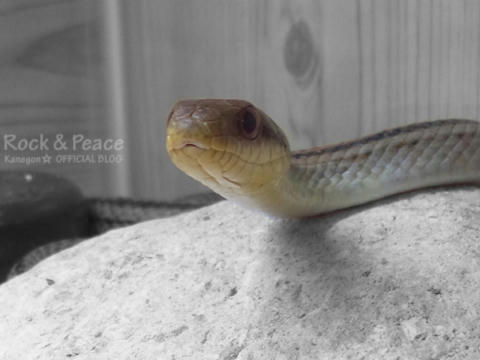 snake.jpg