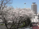 聖蹟桜ヶ丘の街並み