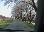 上川桜並木