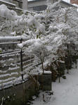 雪