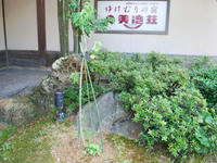 momo100706-1.jpg