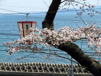 sakuraeki110415-3nj.jpg