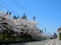 sakura110417-2nj.jpg