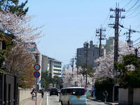 sakura110417-4nj.jpg