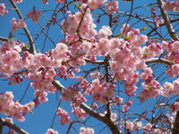 sakura110418-1nj.jpg