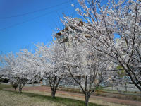 sakura110418-2nj.jpg