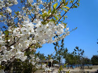 sakura110418-3nj.jpg