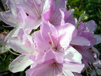 wakuranosato110520-1nj.jpg