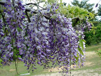wakuranosato110520-2nj.jpg
