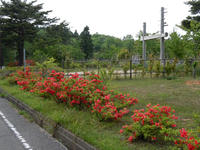 wakuranosato110520-4nj.jpg