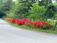 wakuranosato110520-5nj.jpg